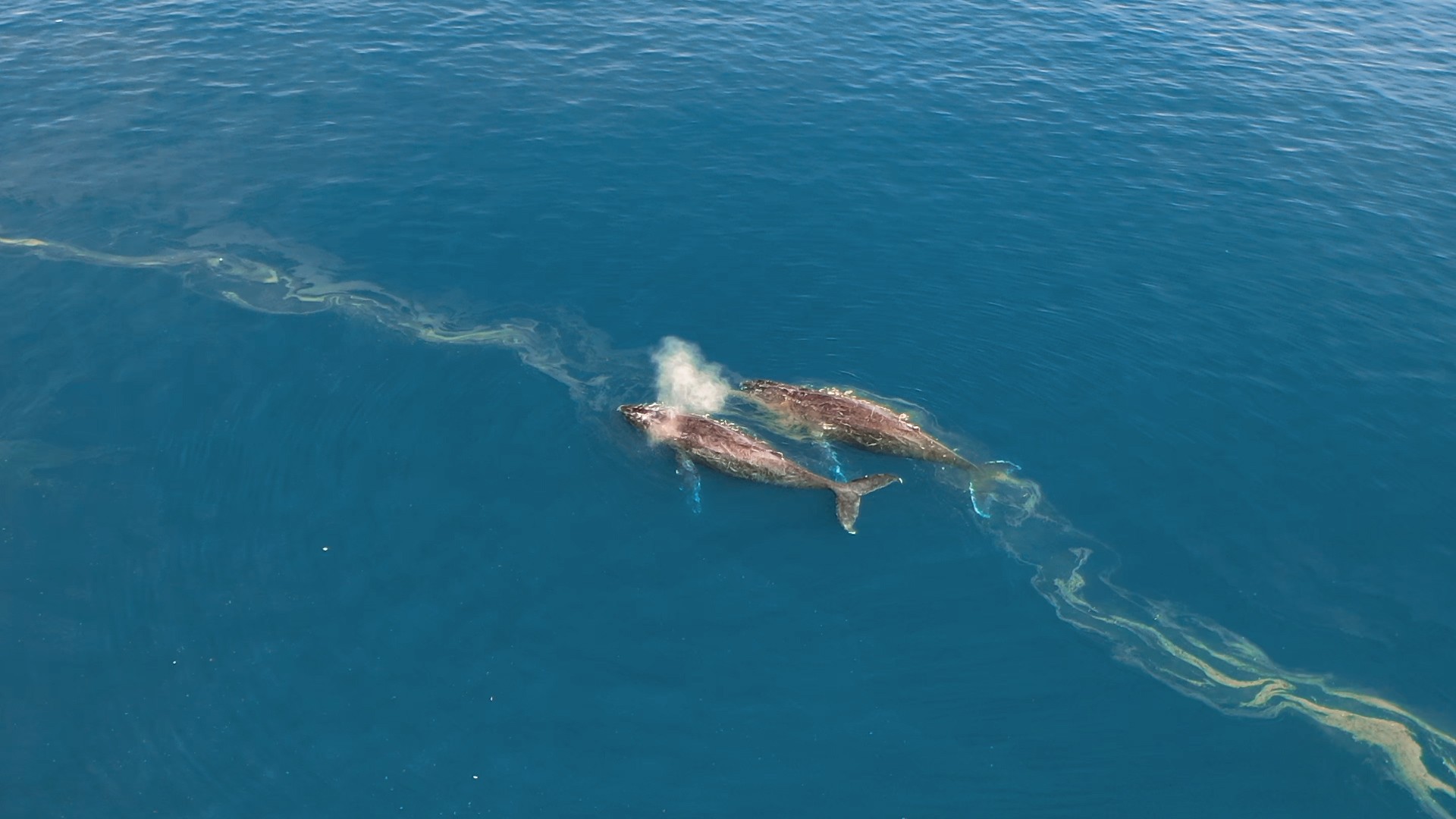 Video: balenele cocoşate se plimbă de-a lungul coastei din Rio