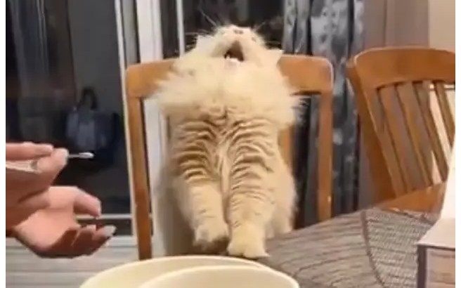 Viral - Reacția unei pisici care gustă pentru prima dată înghețată