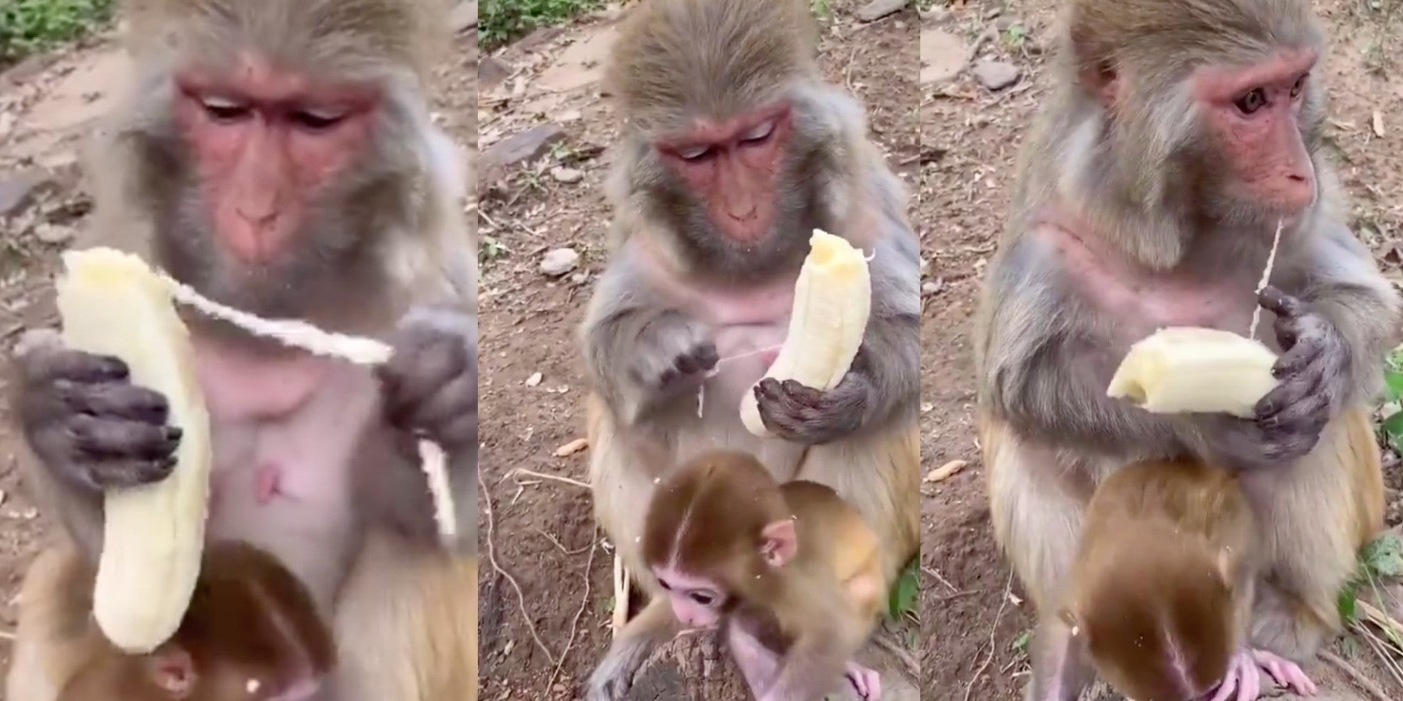 Filmare uimitoare - arată că maimuțele mănâncă banane exact așa cum fac oamenii